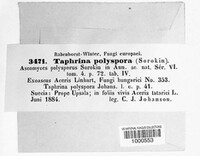 Taphrina polyspora image